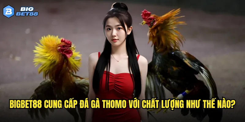 Đá gà Thomo tại Bigbet88 có gì khác biệt so với các sân đá khác? 2 Bigbet88 cung cấp đá gà Thomo với chất lượng như thế nào?