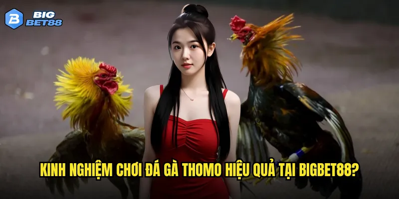 Đá gà Thomo tại Bigbet88 có gì khác biệt so với các sân đá khác? 3 Kinh nghiệm chơi đá gà Thomo hiệu quả tại Bigbet88?