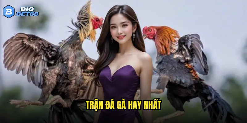 Trận đá gà hay nhất năm có được phát sóng trên Bigbet88 không? 3 đá gà hay nhất