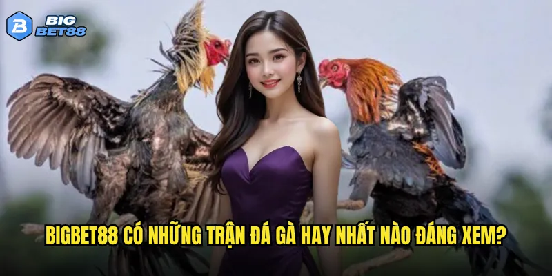 Bigbet88 có những trận đá gà hay nhất nào đáng xem?