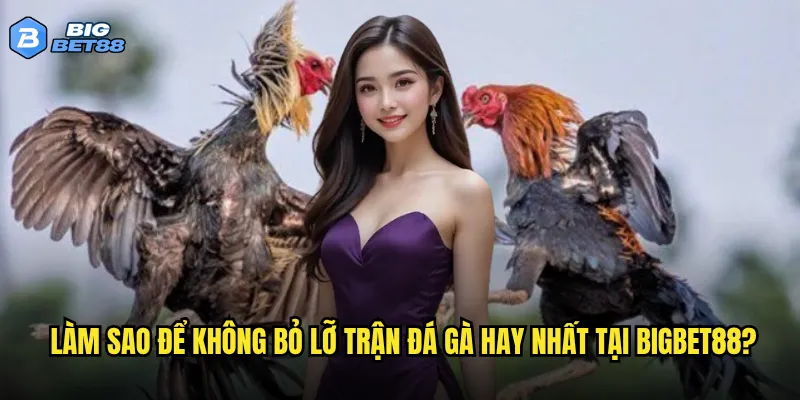 Làm sao để không bỏ lỡ trận đá gà hay nhất tại Bigbet88?