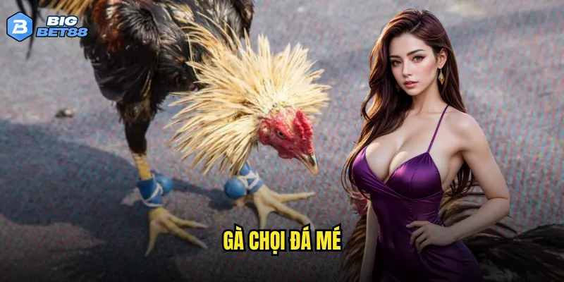 Gà chọi đá mé tại Bigbet88 có thu hút đông đảo người chơi không? 2 gà chọi đá mé