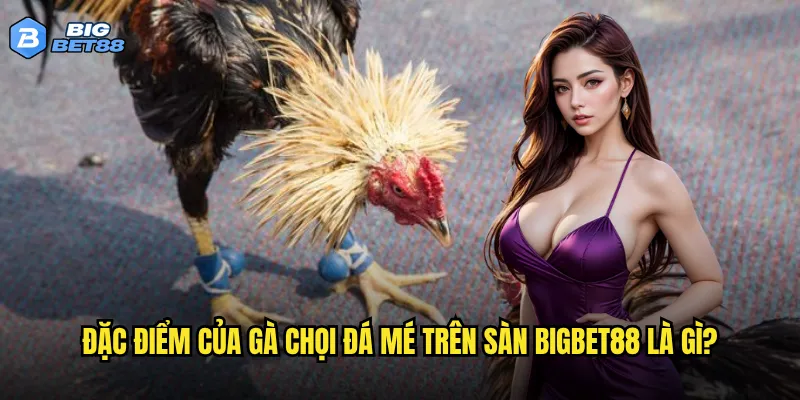 Đặc điểm của gà chọi đá mé trên sàn Bigbet88 là gì?