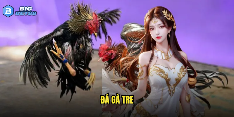 Đá gà tre trên Bigbet88 có giống với đá gà truyền thống không? 9 đá gà tre