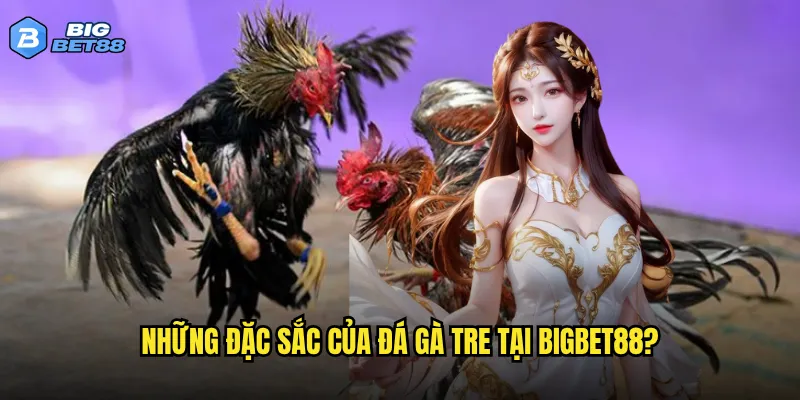 Đá gà tre trên Bigbet88 có giống với đá gà truyền thống không? 2 Những đặc sắc của đá gà tre tại Bigbet88?