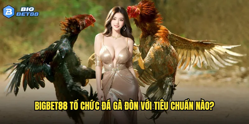 Đá gà đòn tại Bigbet88 có phải là lựa chọn hàng đầu cho bet thủ chuyên nghiệp? 2 Bigbet88 tổ chức đá gà đòn với tiêu chuẩn nào?