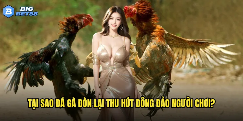 Đá gà đòn tại Bigbet88 có phải là lựa chọn hàng đầu cho bet thủ chuyên nghiệp? 3 Tại sao đá gà đòn lại thu hút đông đảo người chơi?