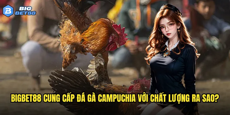 Đá gà Campuchia tại Bigbet88 có đáng tin cậy như lời đồn không? 2 Bigbet88 cung cấp đá gà Campuchia với chất lượng ra sao?