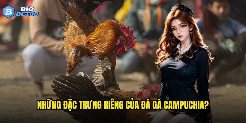 Đá gà Campuchia tại Bigbet88 có đáng tin cậy như lời đồn không? 3 Những đặc trưng riêng của đá gà Campuchia?