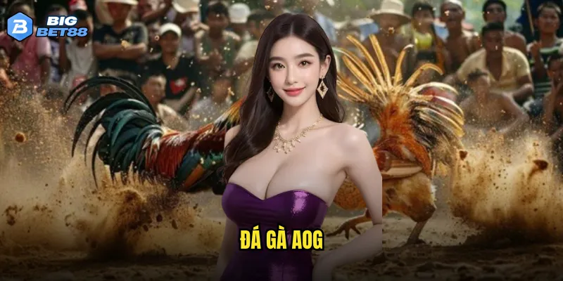 Liệu đá gà AOG của Bigbet88 có đáng để đầu tư thời gian và tiền bạc? 7 đá gà AOG