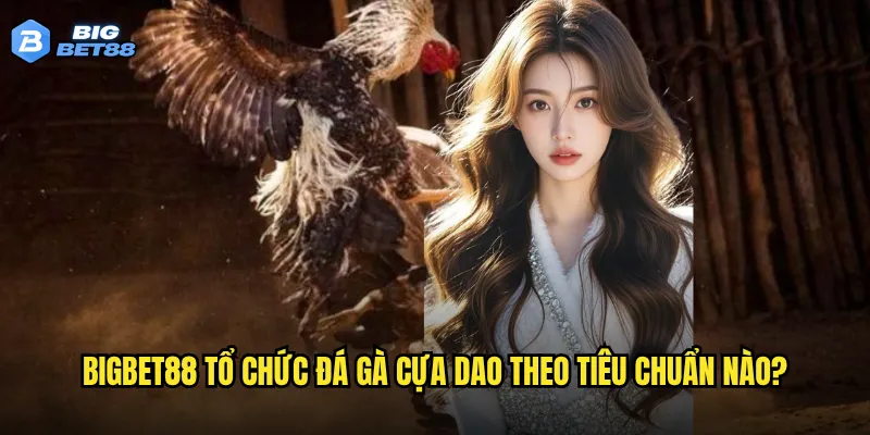 Bigbet88 tổ chức đá gà cựa dao theo tiêu chuẩn nào?
