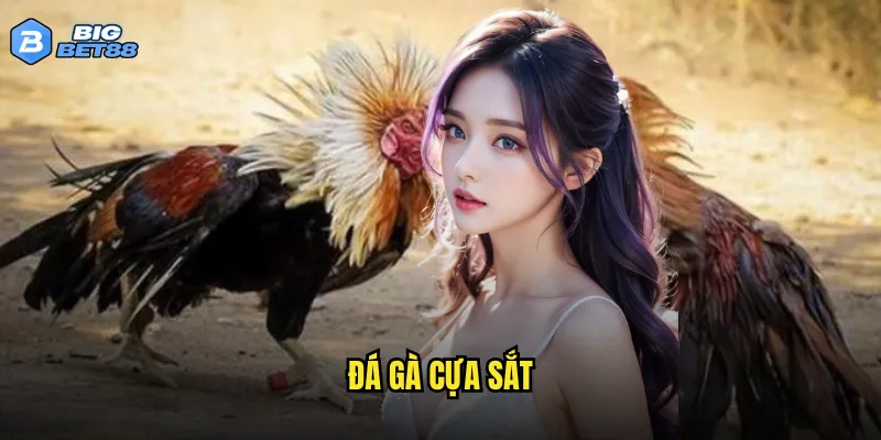 Có nên tham gia đá gà cựa sắt trên Bigbet88 hay không? 8 đá gà cựa sắt