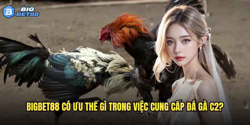 Bigbet88 có ưu thế gì trong việc cung cấp đá gà C2?
