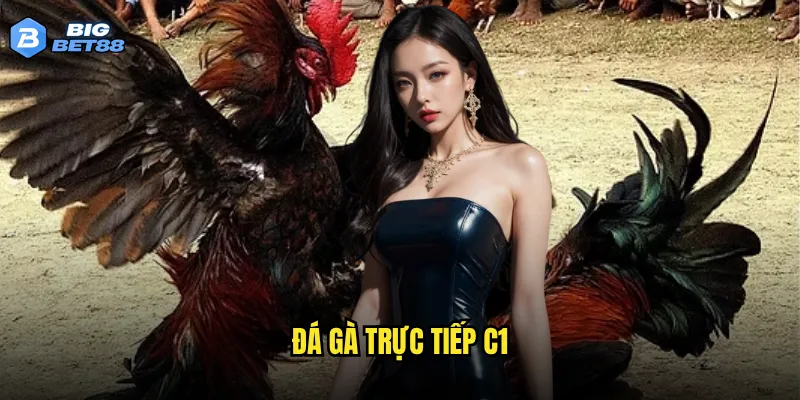 Chất lượng đá gà trực tiếp C1 của Bigbet88 có đáng tin cậy không? 7 đá gà trực tiếp C1
