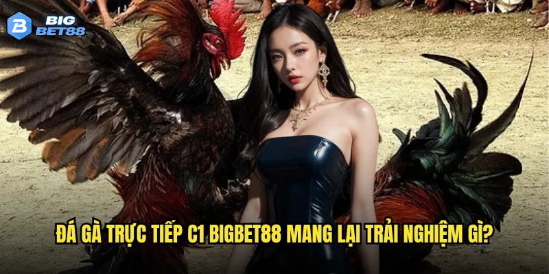 Chất lượng đá gà trực tiếp C1 của Bigbet88 có đáng tin cậy không? 2 Đá gà trực tiếp C1 Bigbet88 mang lại trải nghiệm gì?